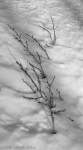 branches in snow (Yosemite Nat’l Park)