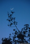 crescent moon (Golden Gate Park, San Francisco CA)