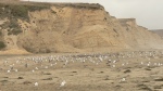 gulls on beach